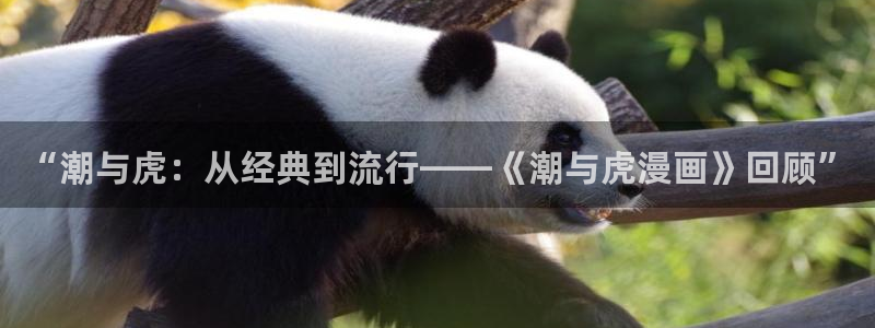 为什么风车动漫有时候一直不能加载：“潮与虎：从经典到流行——《潮与虎漫画》回顾”
